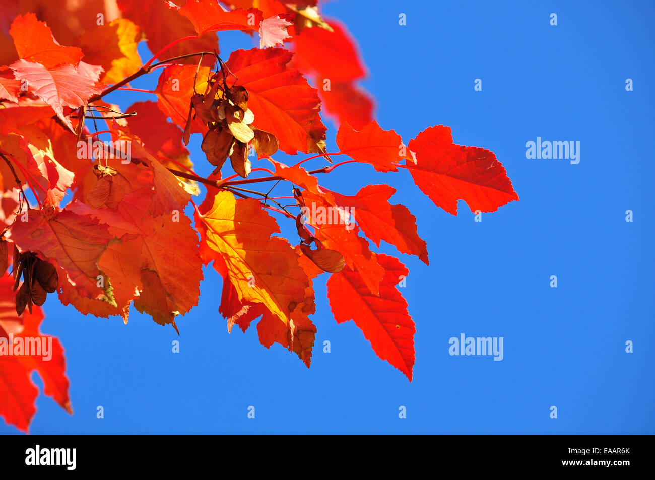 Bright Foglie di autunno contro il cielo blu. Abstract il modello di materiali vegetali. Foto Stock