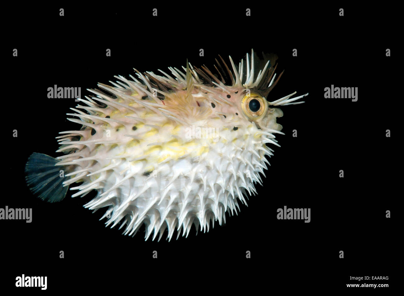 Lungo la colonna vertebrale, porcupinefish longspined porcupinefish o freckled porcupinefish (Diodon holocanthus) Bohol Mare, Filippine Foto Stock