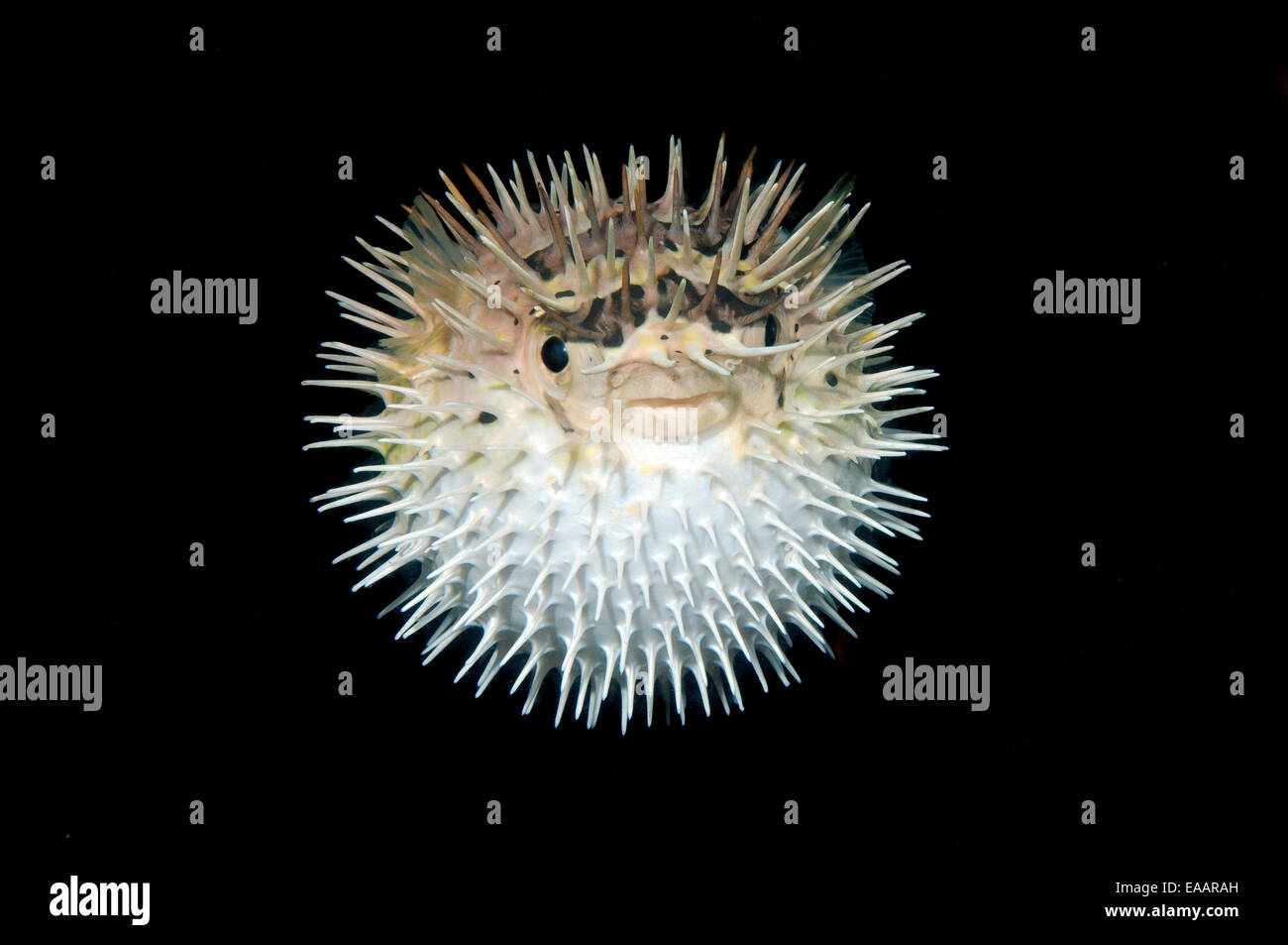 Lungo la colonna vertebrale, porcupinefish longspined porcupinefish o freckled porcupinefish (Diodon holocanthus) Bohol Mare, Filippine Foto Stock