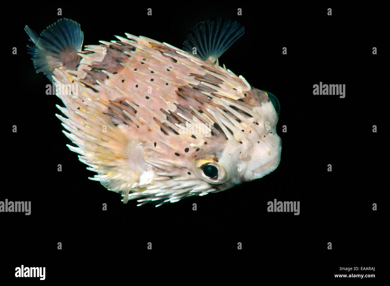 Lungo la colonna vertebrale, porcupinefish longspined porcupinefish o freckled porcupinefish (Diodon holocanthus) Bohol Mare, Filippine Foto Stock