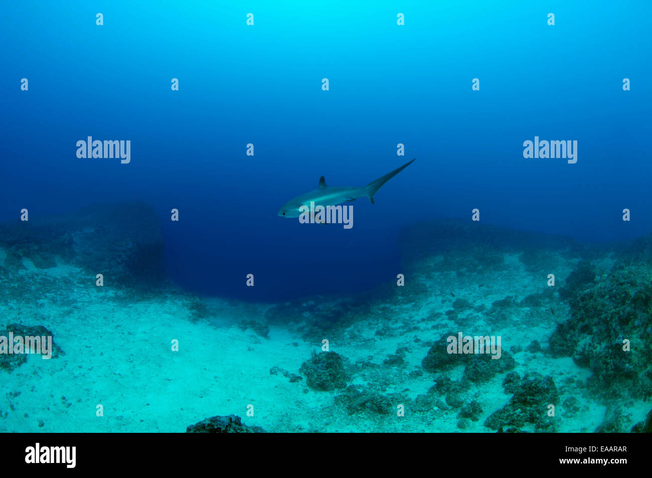 Comune di squalo trebbiatrice (Alopias vulpinuv) Bohol Sea, Filippine, Sud-est asiatico Foto Stock