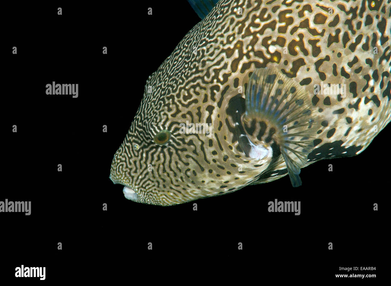 Mappa pufferfish, Poisson-ballon, scarabocchiati pufferfish, scarabocchiati toadfis (Arothron mappa) Bohol Sea, Filippine, Sud-est asiatico Foto Stock
