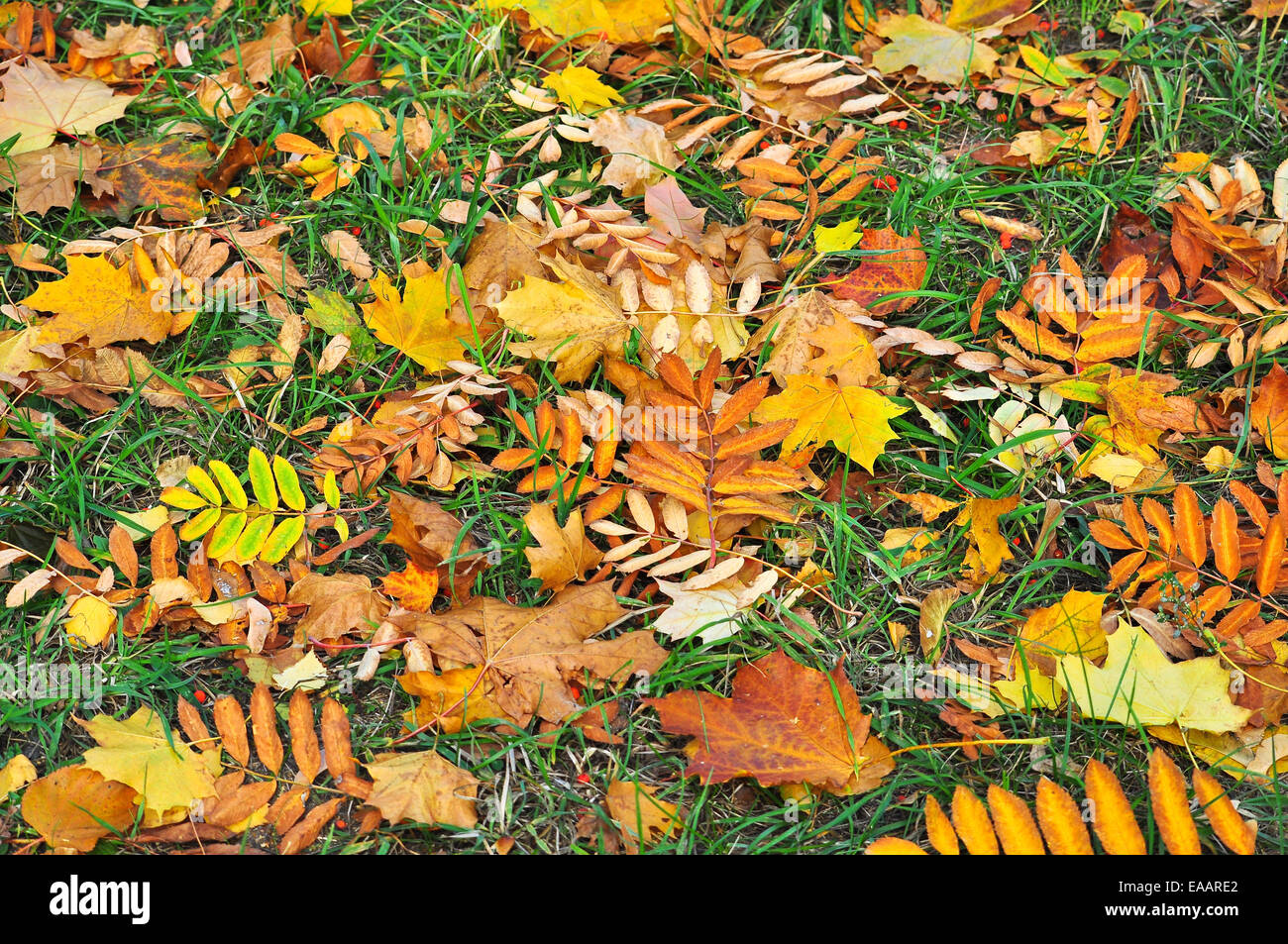 Sfondo astratto di foglie cadute. Modello incolore da materie prime vegetali. Foto Stock