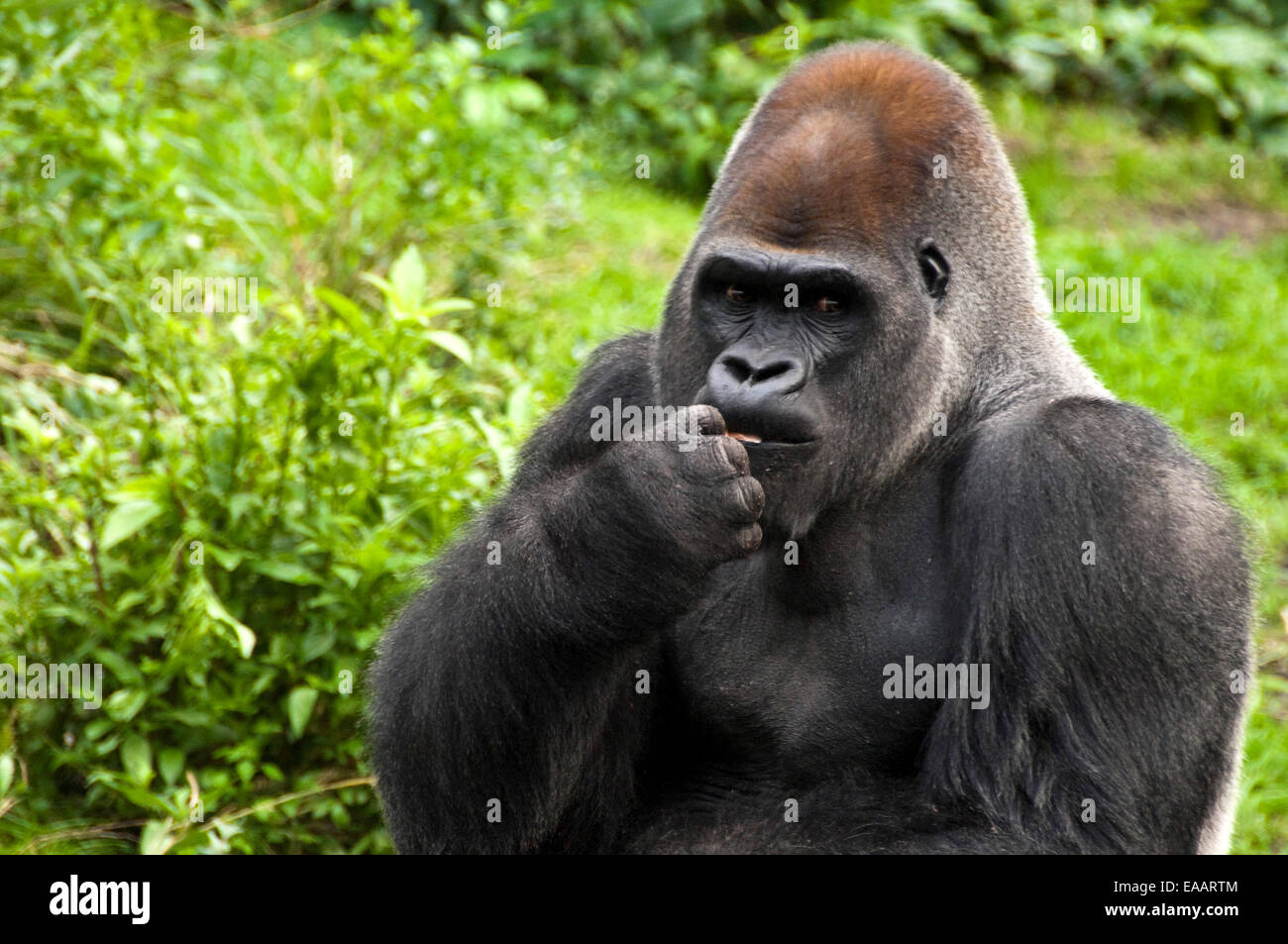 Chiudere orizzontale di un Gorilla Silverback. Foto Stock