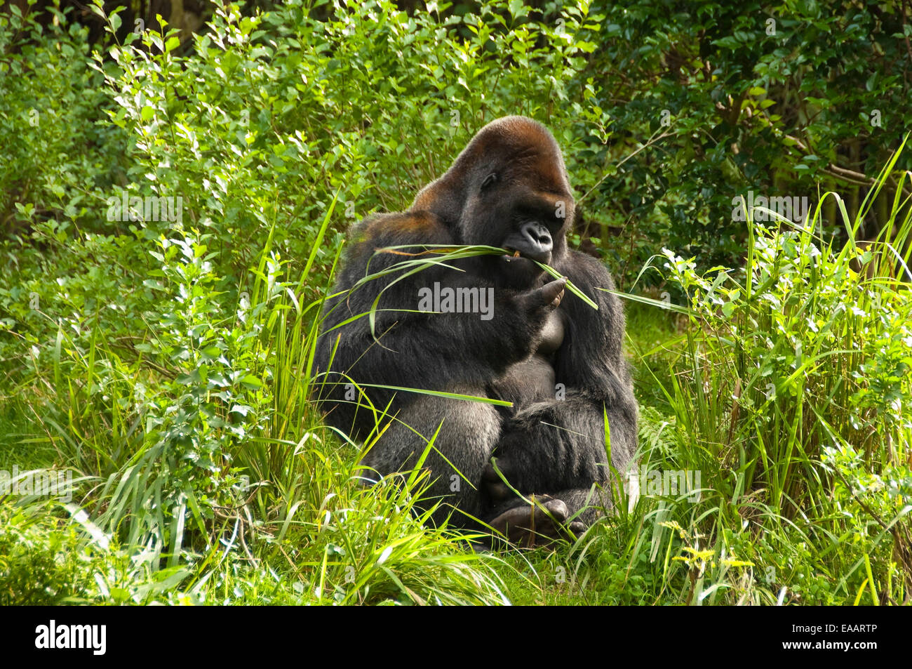 Chiudere orizzontale di un Gorilla Silverback. Foto Stock
