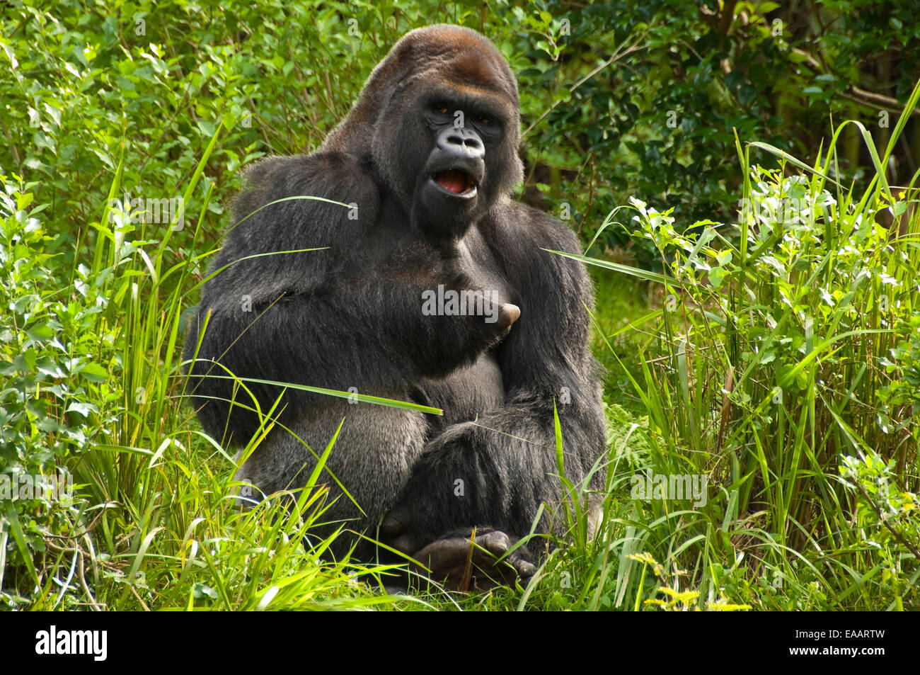 Chiudere orizzontale di un Gorilla Silverback. Foto Stock