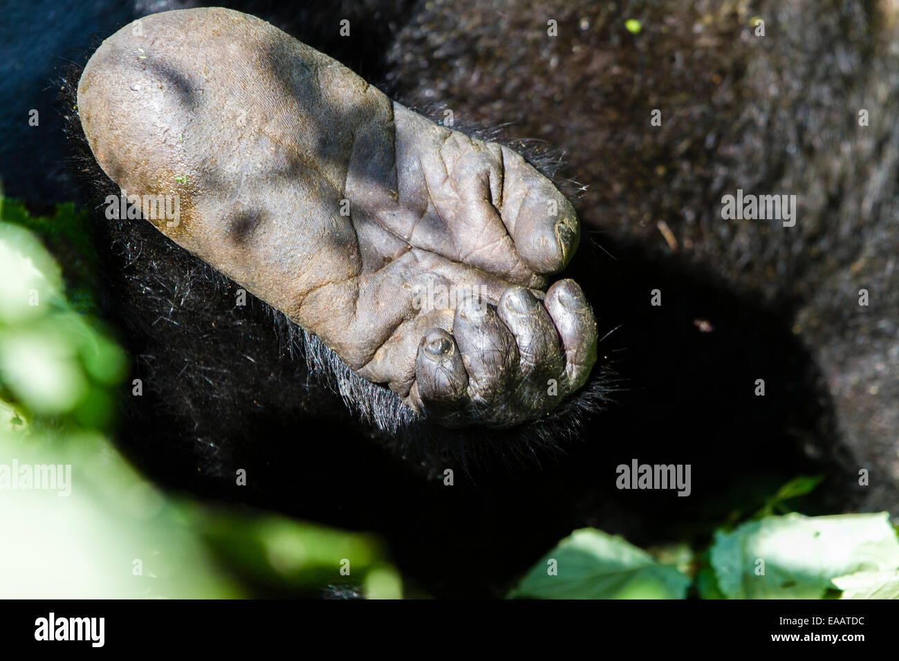 Una montagna goriila piede fotografato in Impentrable Bwindi forest, Uganda. Foto Stock