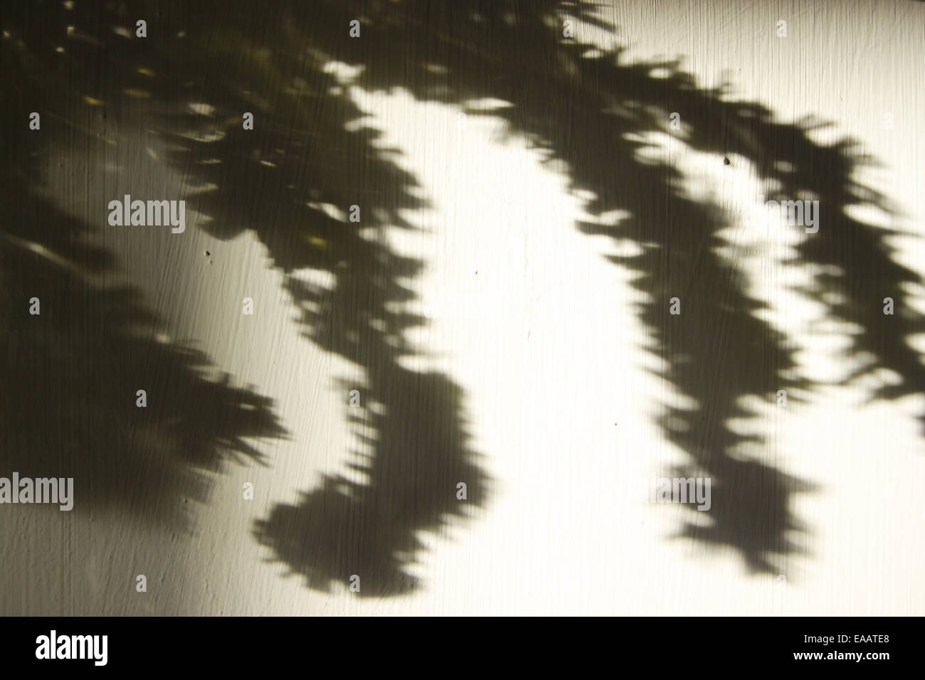 Scary spider gambe pelose ombre sulla parete. halloween, inquietante. in bianco e nero. Foto Stock