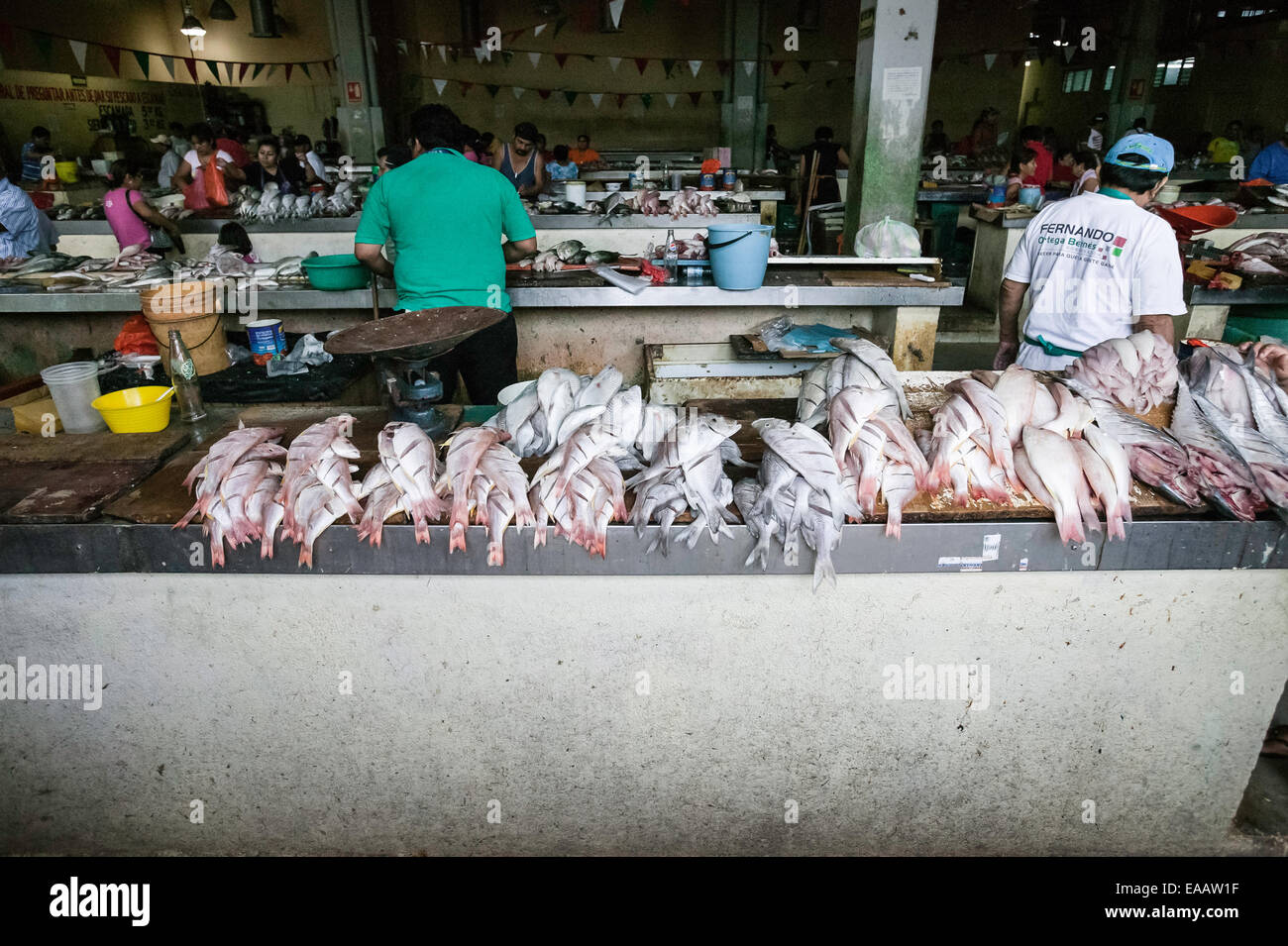 Supporto di pesce con puliti e hanno segnato i pesci esposti per la vendita nel Mercado Principal, Campeche, Messico. Foto Stock