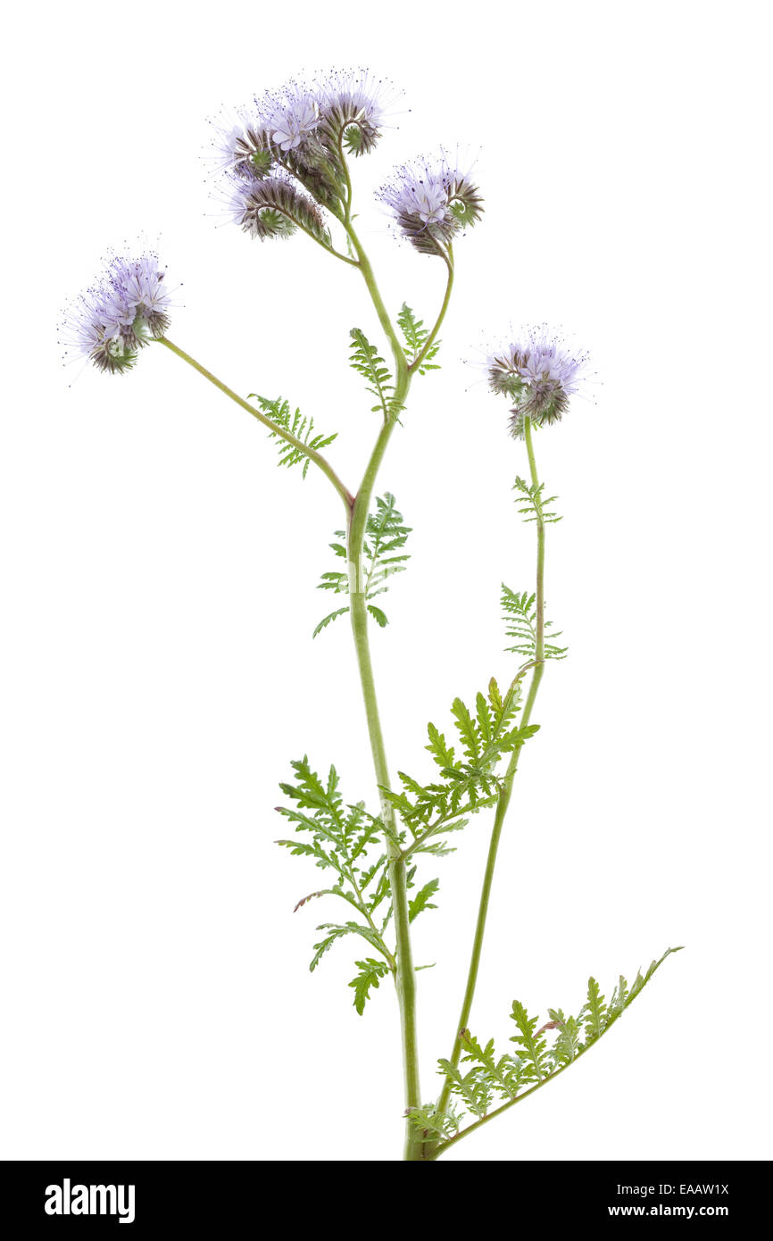 Fiore viola(Phacelia tanacetifolia Benth ) su sfondo bianco Foto Stock