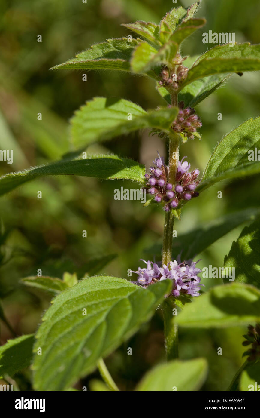 Fiore di menta verde selvatico (Mentha pulegium) sul prato Foto Stock