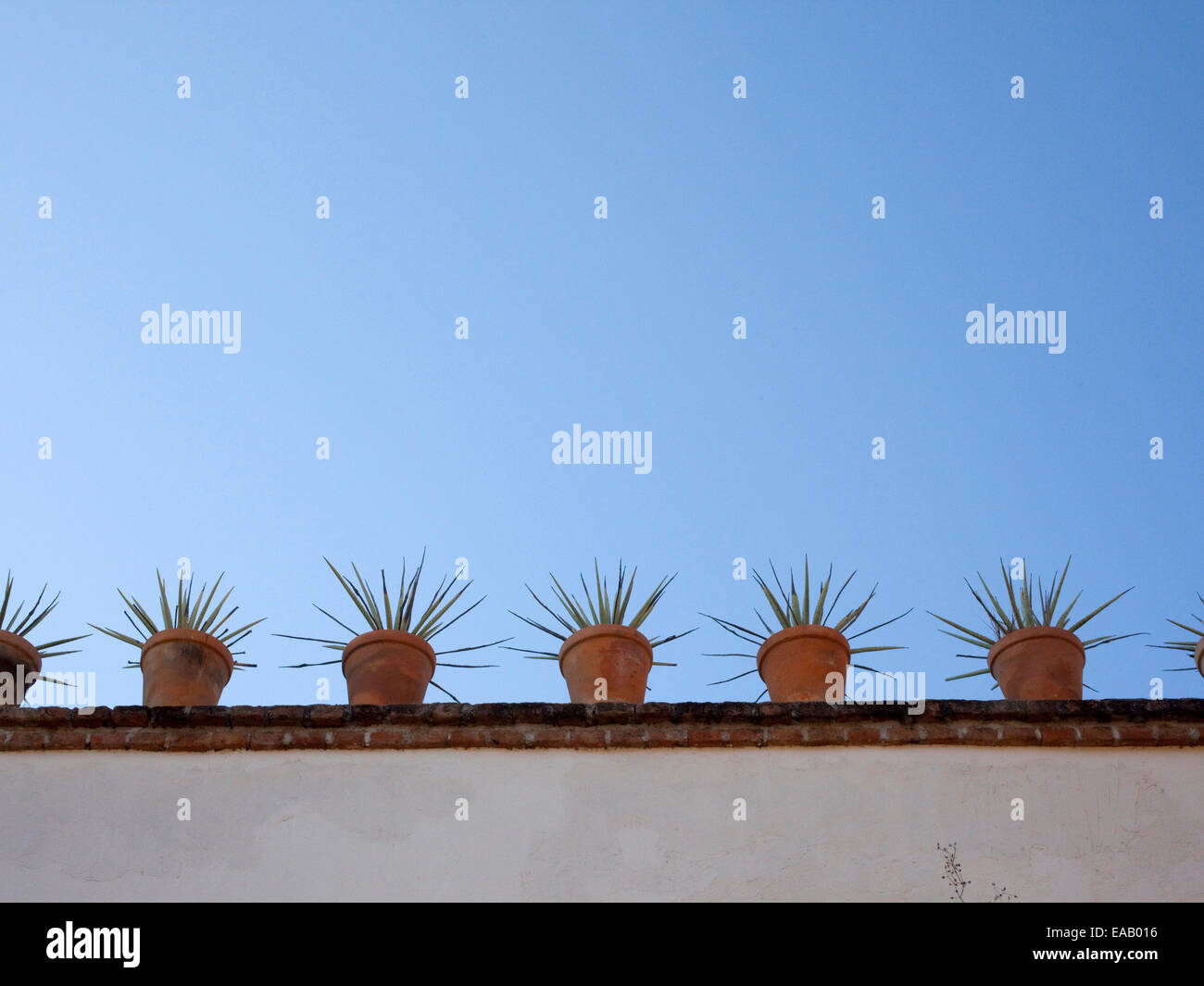 Agave piante in giardino sul tetto Foto Stock