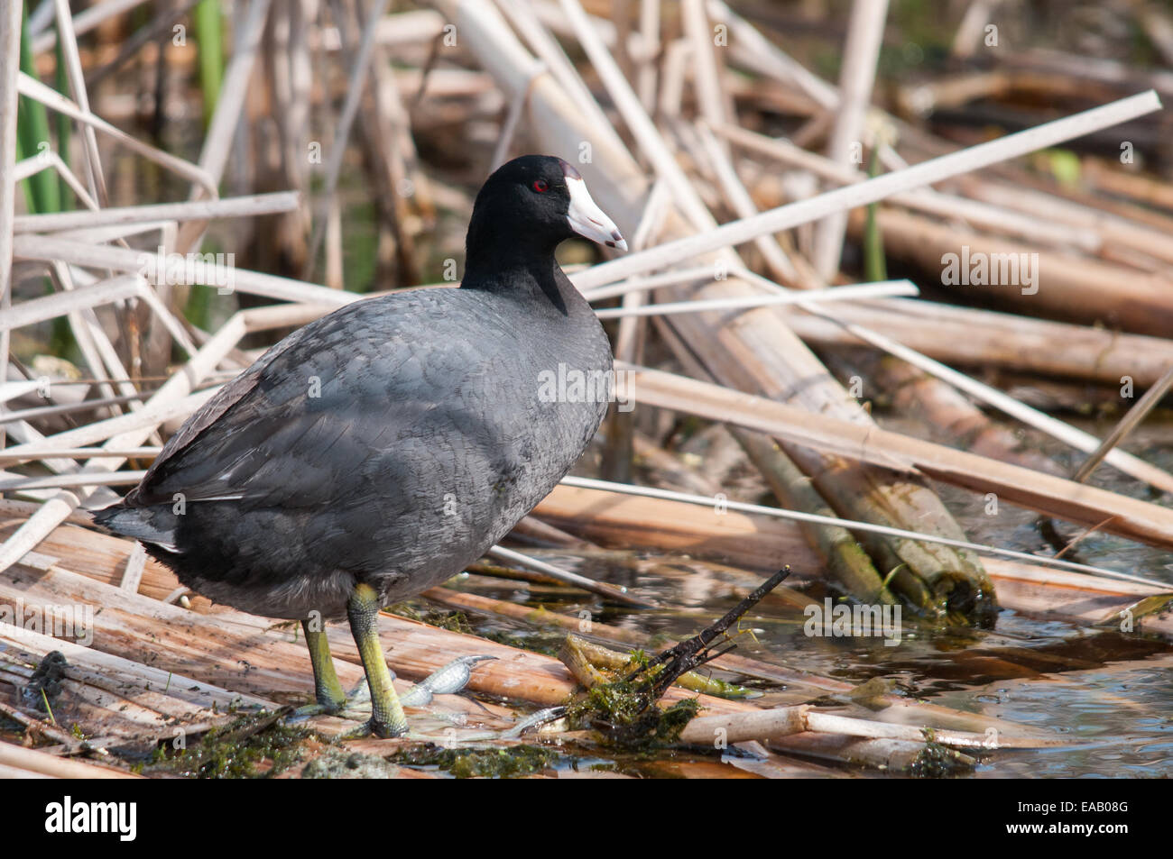 American Coot sul Marsh. Foto Stock