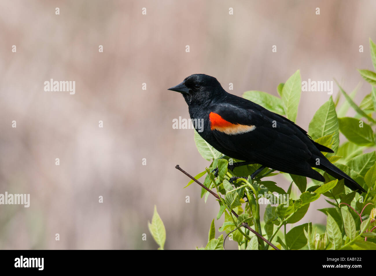 Rosso-winged Blackbird arroccato su una boccola. Foto Stock
