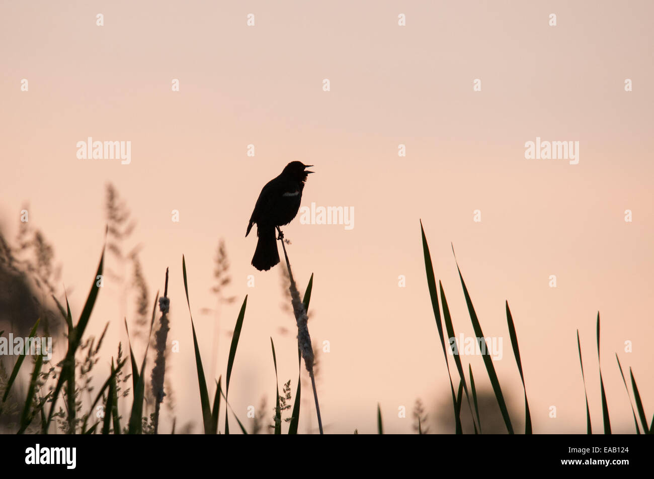 Rosso-winged Blackbird Singing all'alba. Foto Stock