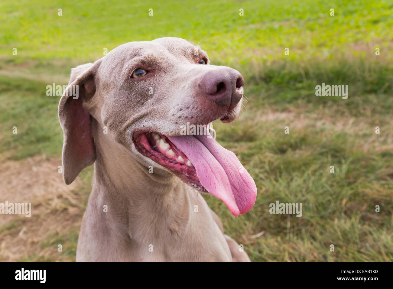 Primo piano di un cane Weimaraner con la lingua di fuori Foto Stock
