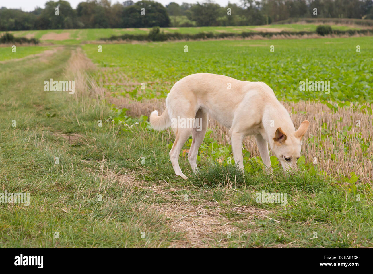 Un cane annusando il terreno in un campo Foto Stock