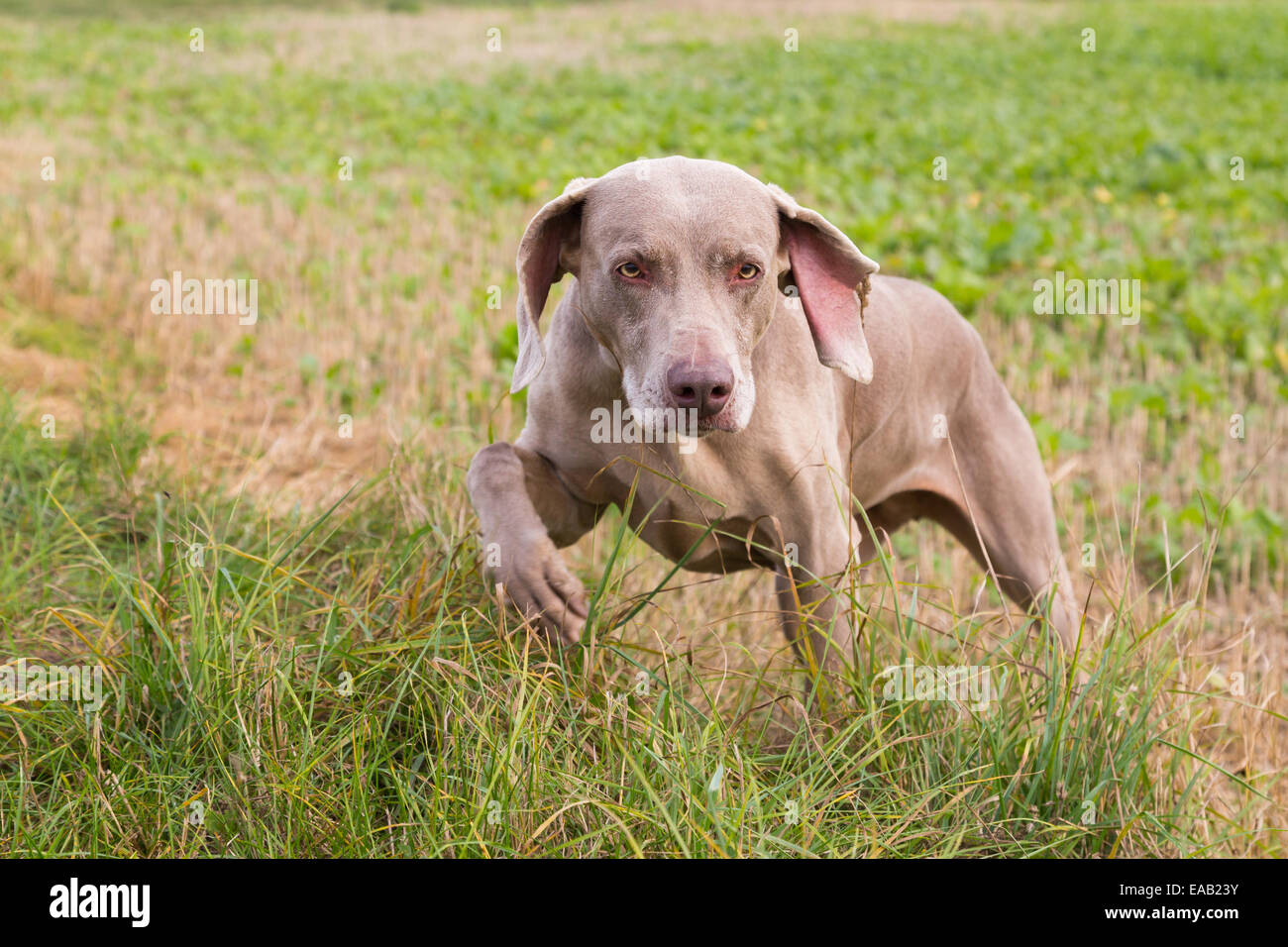 Weimaraner al di fuori di un campo Foto Stock