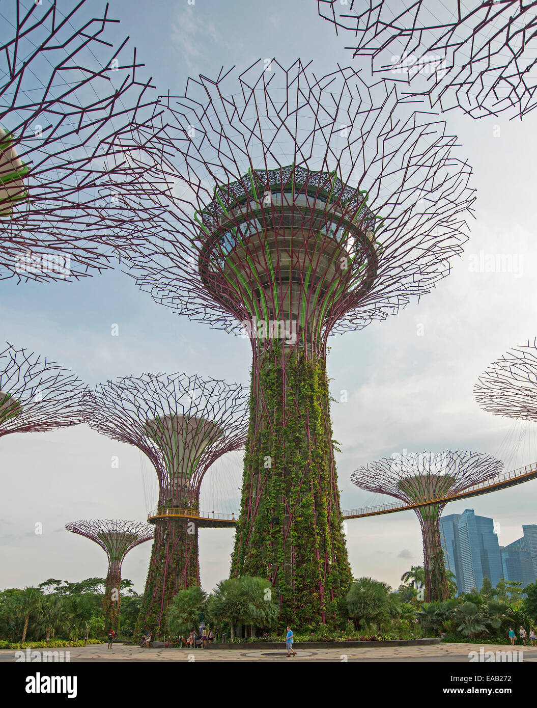 Boschetto di immensa 'supertrees', i giardini verticali, collegate da alta piattaforma skyway in Singapore i vasti giardini dalla baia Foto Stock