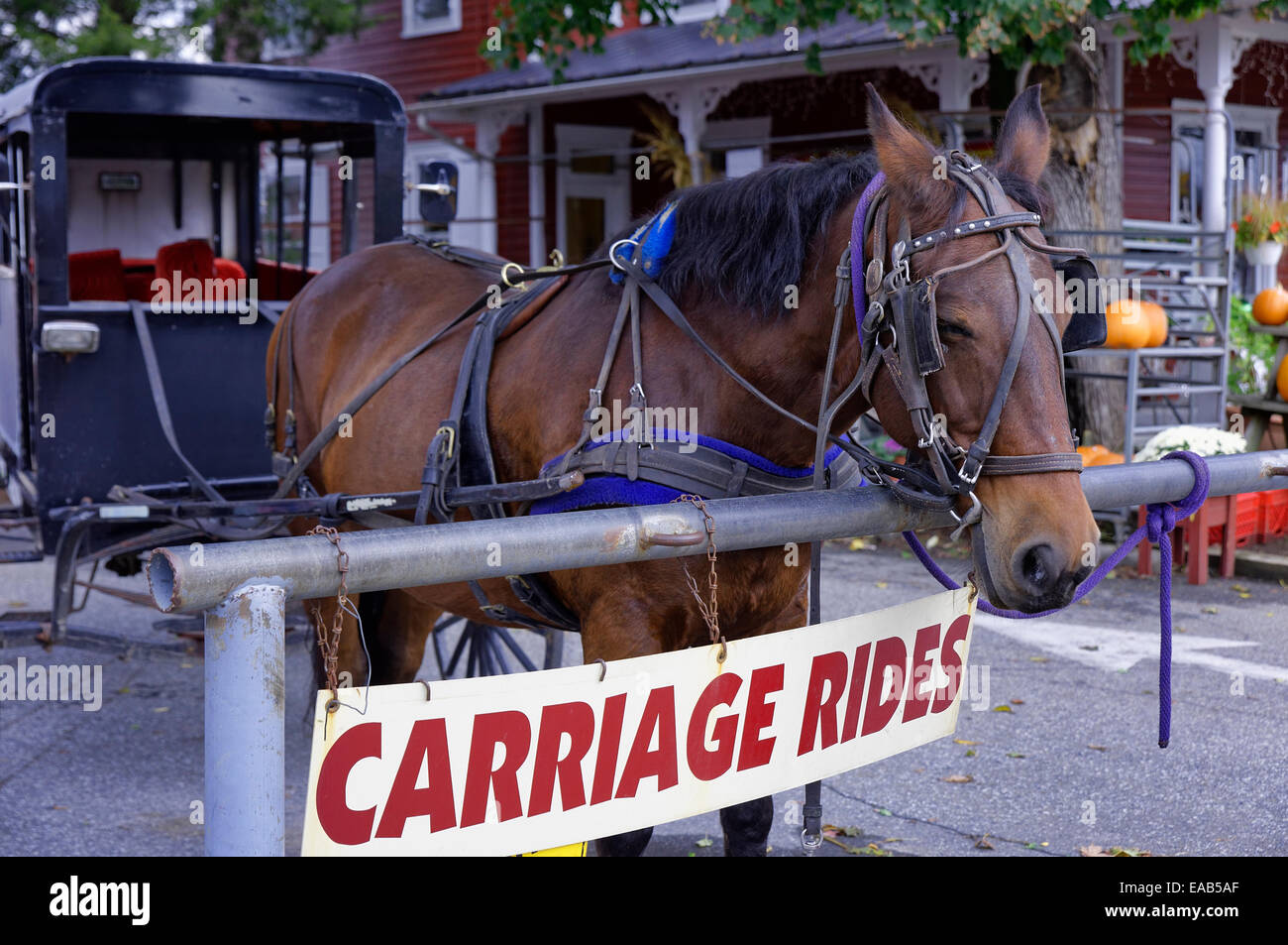 Amish buggy rides, uccello in mano, a Lancaster, Pennsylvania, STATI UNITI D'AMERICA Foto Stock