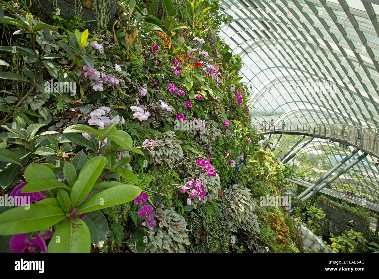 Parete di alta cloud forest drappeggiati con fiori in vetro immenso conservatorio, persone sulla via attraverso la vegetazione a Singapore giardini dalla baia Foto Stock