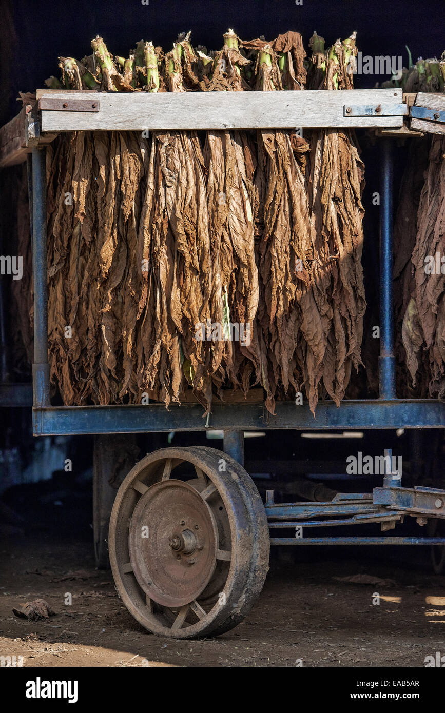 Foglie di tabacco essiccamento in un granaio Amish, Lancaster County, Pennsylvania, STATI UNITI D'AMERICA Foto Stock