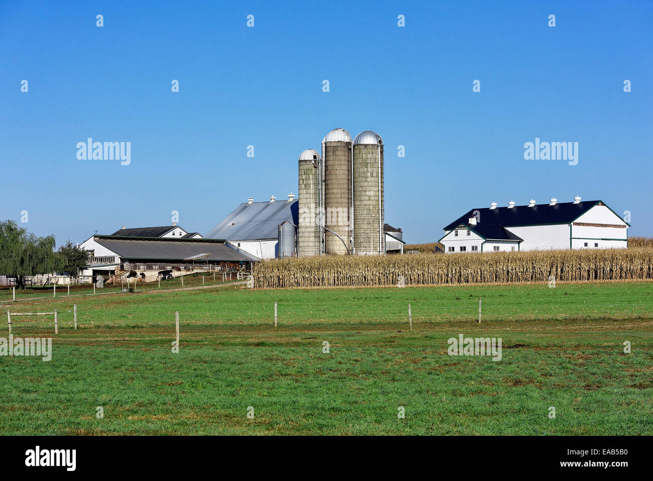 Fattoria Amish, New Holland, a Lancaster, Pennsylvania, STATI UNITI D'AMERICA Foto Stock