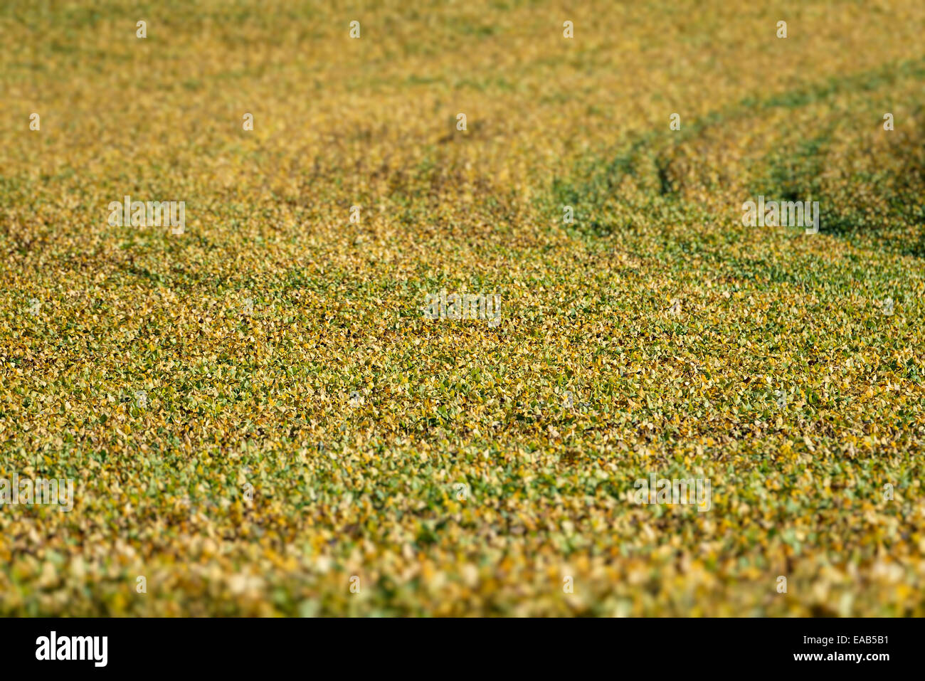 Raccolto di piante di soia, a Lancaster, Pennsylvania, STATI UNITI D'AMERICA Foto Stock