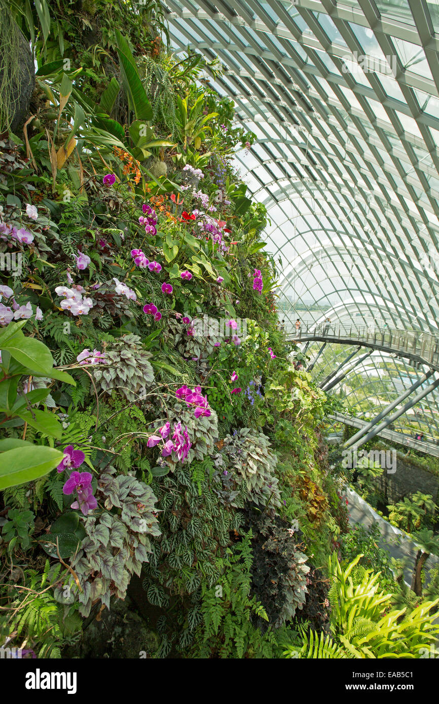 Parete di alta cloud forest drappeggiati con fiori in vetro immenso conservatorio, persone sulla via avvolgimento attraverso la vegetazione a Singapore giardini da Bay Foto Stock