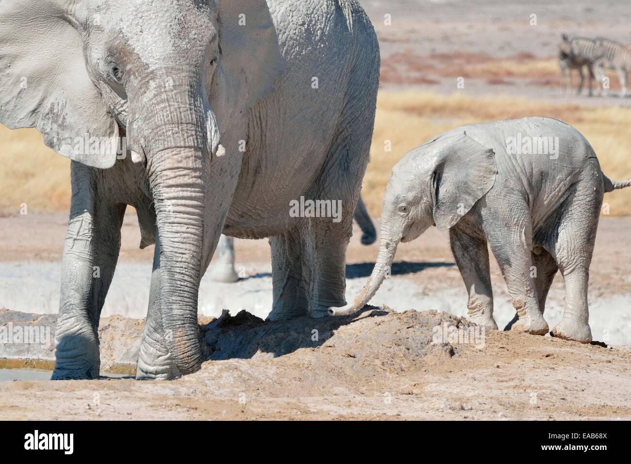 Femmina e baby elefante africano (Loxodonta africana), ricoperte di fango e di bere a Waterhole, il Parco Nazionale di Etosha, Namibia, Africa Foto Stock