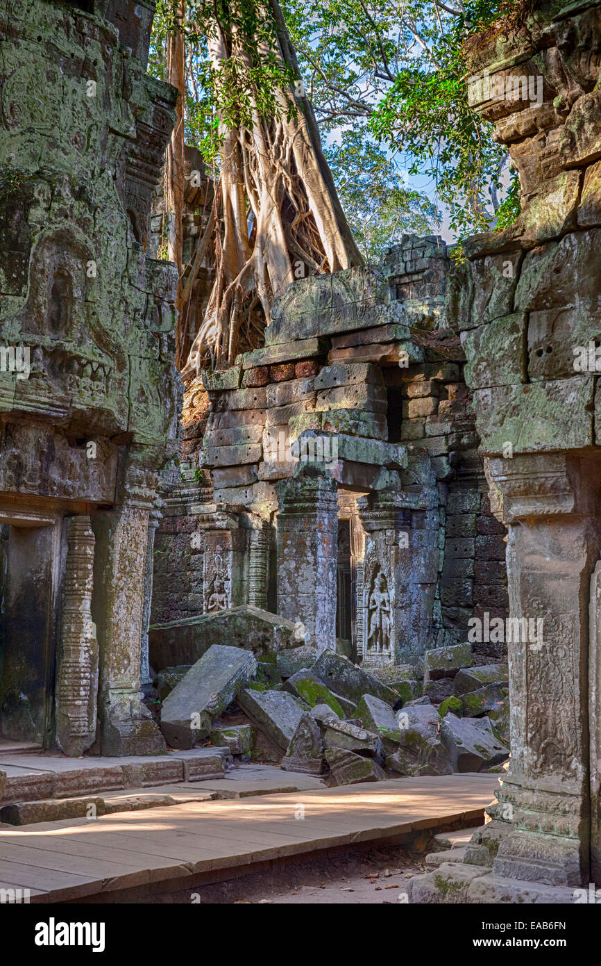 Cambogia. Ta Prohm rovine di templi, 12th-13th. Secolo. Albero che cresce in cima alle rovine. Foto Stock