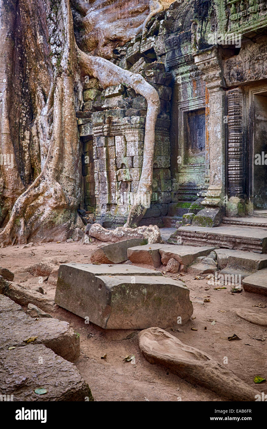 Cambogia. Ta Prohm rovine di templi, 12th-13th. Secolo. Albero che cresce tra le rovine. Foto Stock