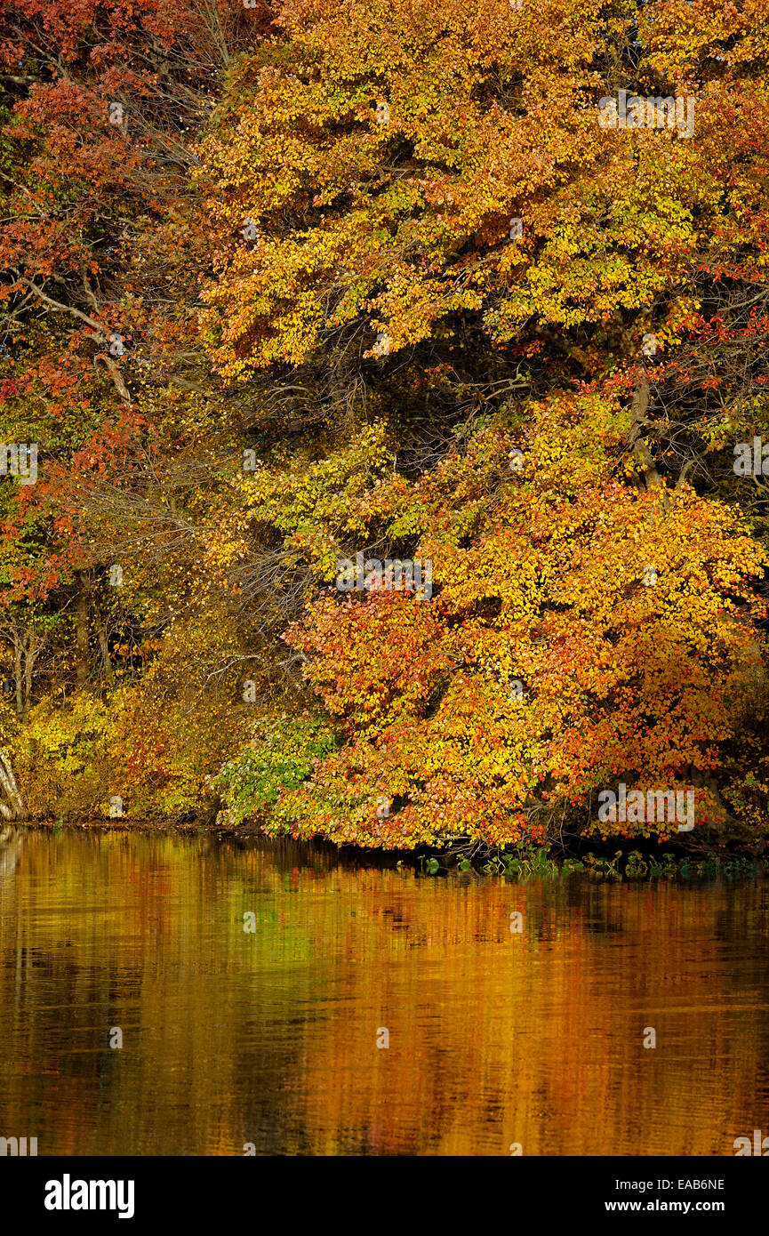 Il fogliame di autunno e riflessioni e letti di fiumi, East Windsor, New Jersey, STATI UNITI D'AMERICA Foto Stock