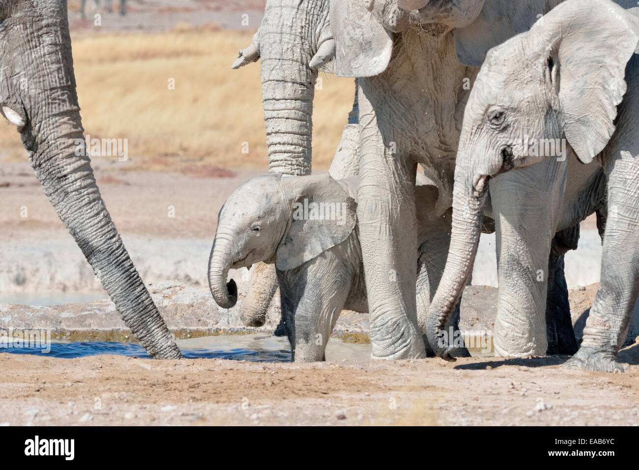 L'elefante africano (Loxodonta africana) con il bambino e di vitello, ricoperte di fango e di bere a waterhole, Etosha NP, Namibia, Africa Foto Stock