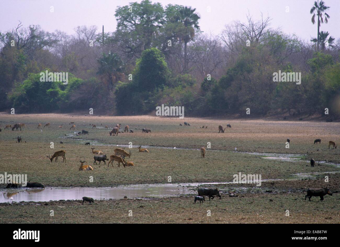 Gli animali di punto di acqua, parco nazionale di Niokolo Koba, Senegal Africa occidentale Foto Stock