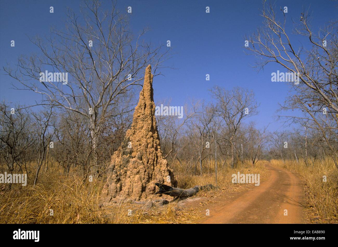 Termitary, parco nazionale di Niokolo Koba, Senegal Africa occidentale Foto Stock