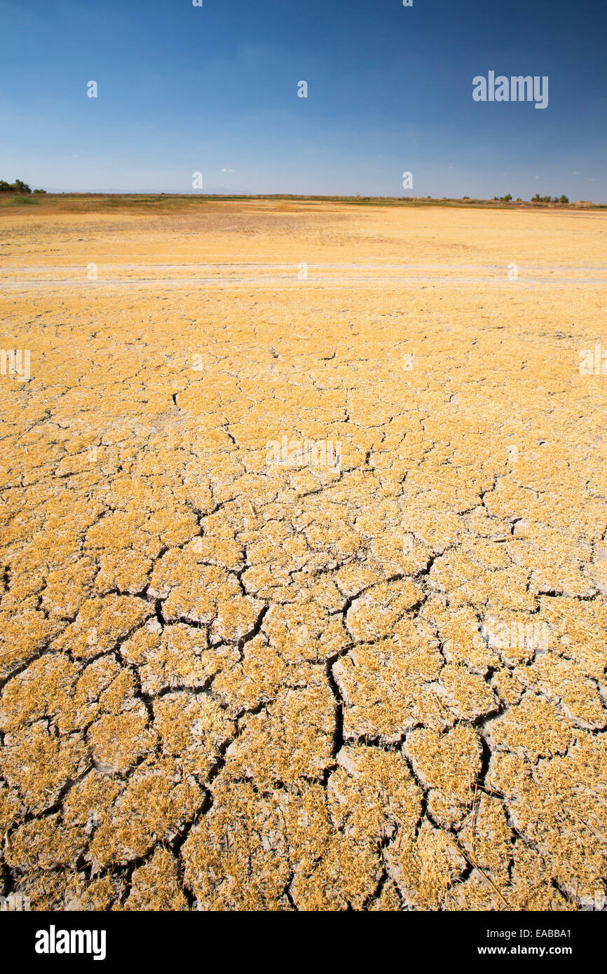 Il Kern Valley Wildlife Refuge in California la Valle Centrale è stato creato come importante appoggio e motivi di alimentazione per wildfowl migrando lungo la Pacific flyway. Dopo quattro anni di siccità senza precedenti, la scarsità di acqua in California sono critici. La riserva ha ricevuto solo il 40% della sua solita warer, con il risultato che la maggior parte dei letti di lago sono secche ed essiccato, lasciando gli uccelli nessun posto dove andare. Foto Stock