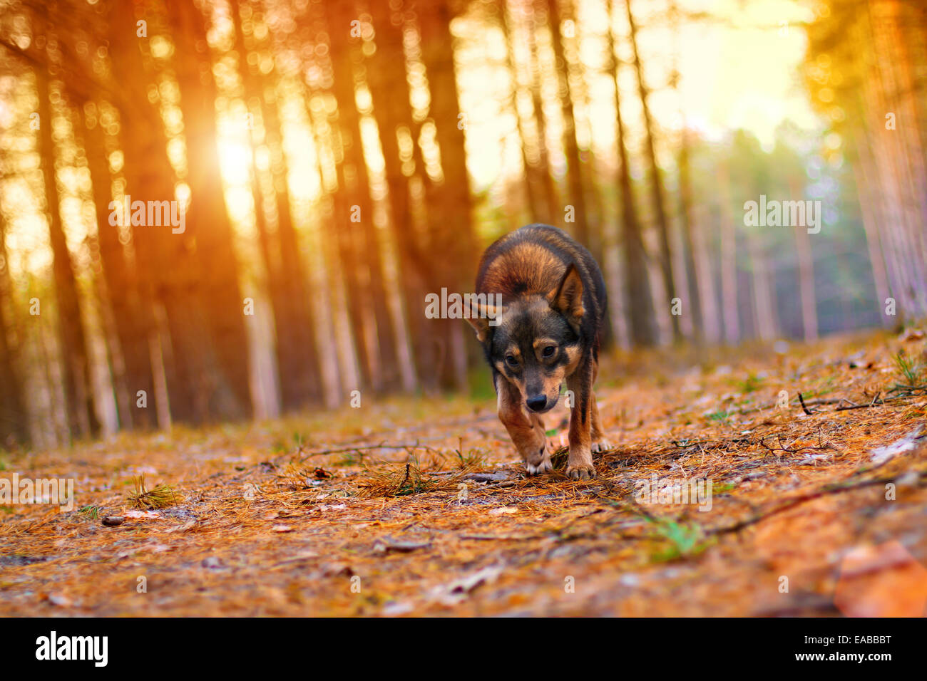 Cane a camminare nella foresta al tramonto. Orizzonte inclinato. Foto Stock