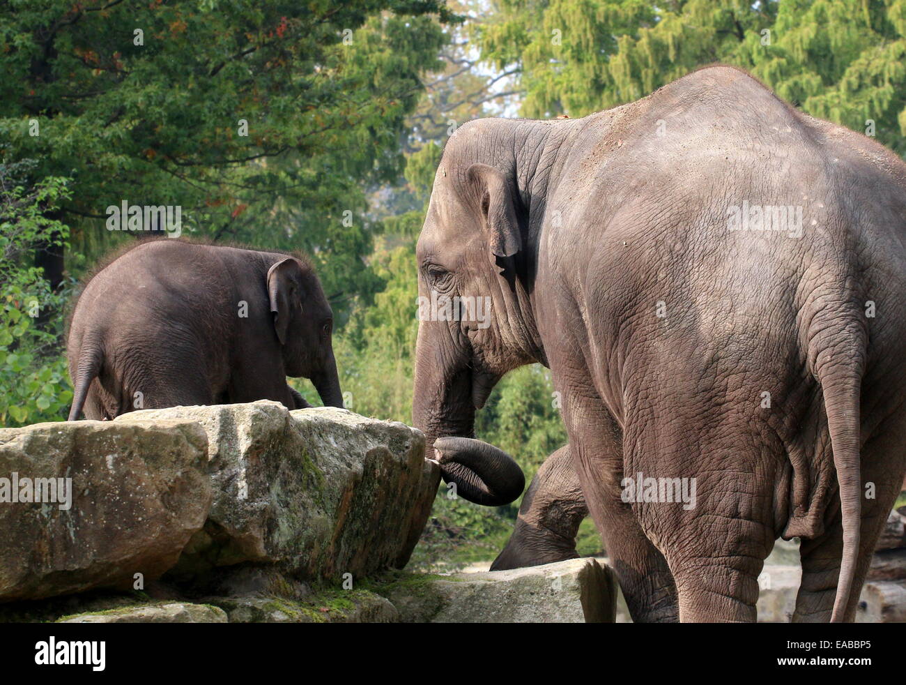 Elefanti asiatici (Elephas maximus) sua madre e la sua i giovani vitelli Foto Stock