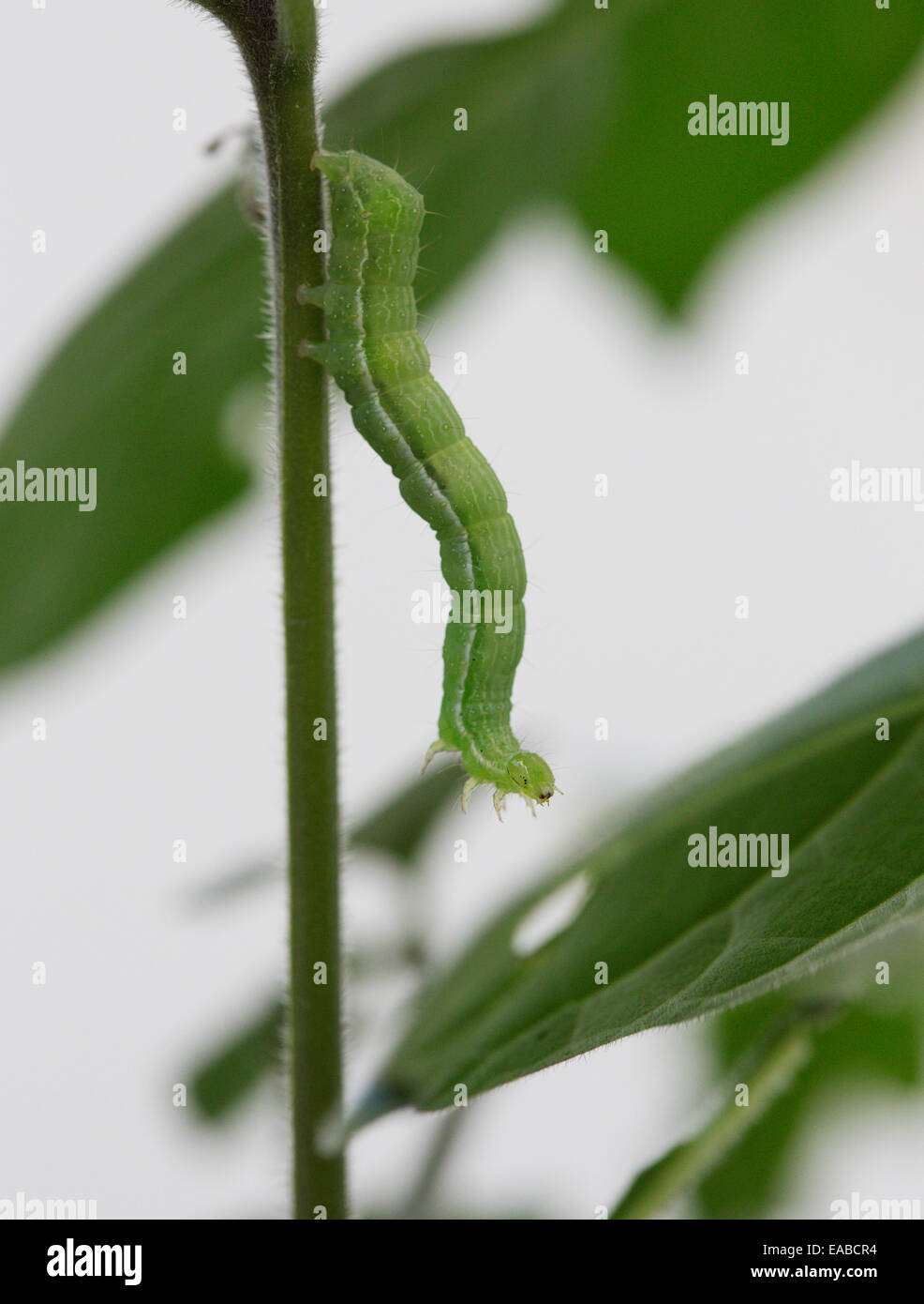 Un bruco visto su un comune impianto di giardino Foto Stock