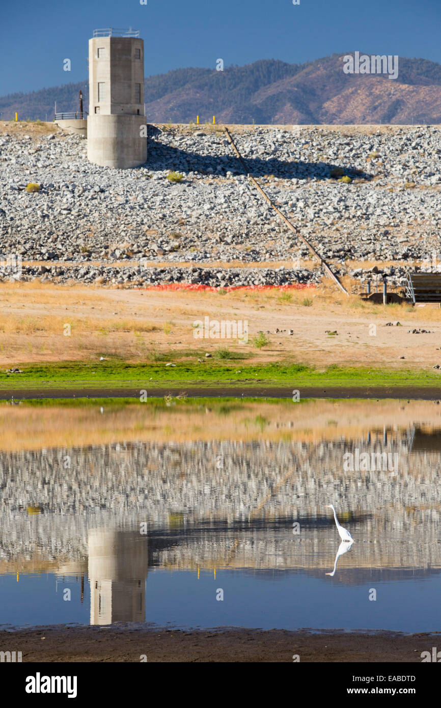 Un Airone bianco maggiore dei pesci in whats sinistra del Lago Isabella vicino a Bakersfield, est della California valle centrale che è a meno di Foto Stock