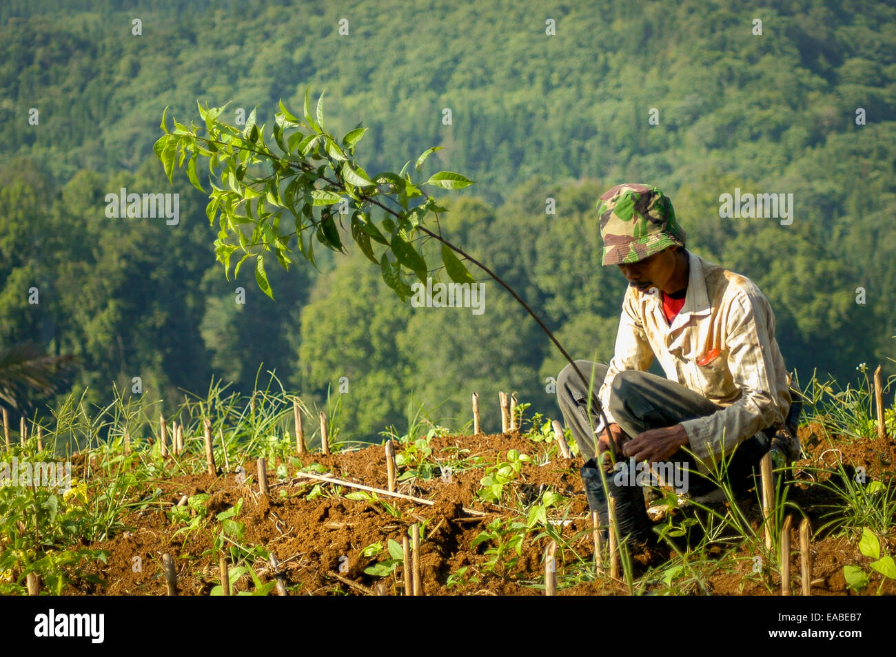 Un lavoratore che prepara un albero per un programma di piantagione di alberi in una zona vicino al Parco Nazionale del Monte Gede Pangrango. Cicurug, Sukabumi, Giava Occidentale, Indonesia. Foto Stock