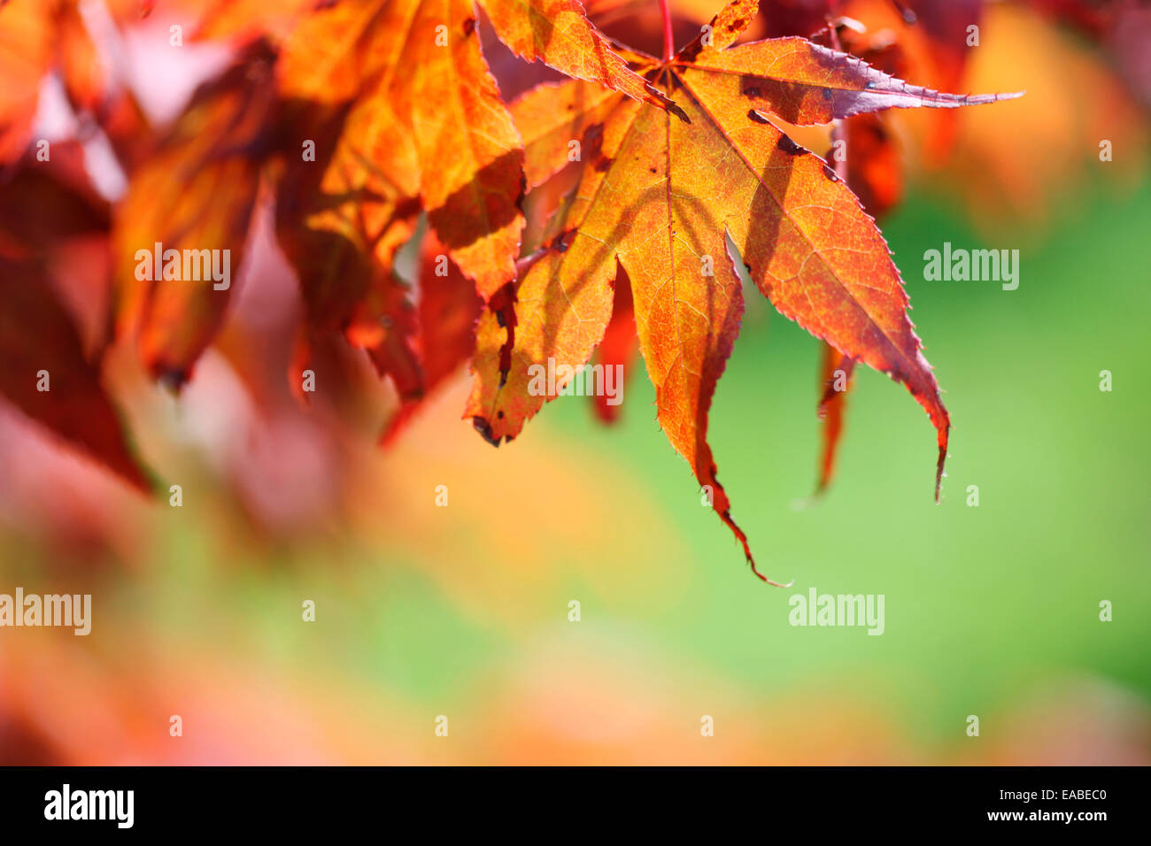 Splendida colorato foglie autunnali di acer palmatum, acero Jane Ann Butler JABP Fotografia1347 Foto Stock