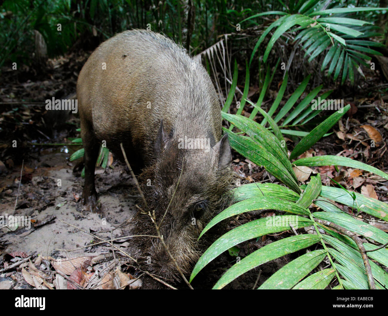 Bornean Barbuto di maiale - Sus barbatus - al Bako National Park, Sarawak, Malaysia Foto Stock