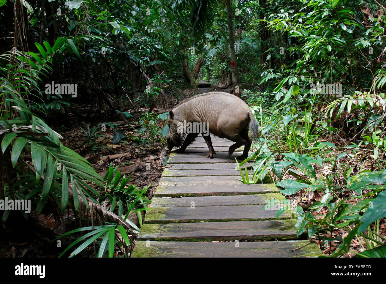 Bornean Barbuto di maiale - Sus barbatus - a piedi attraverso il lungomare a Bako National Park, Sarawak, Malaysia Foto Stock