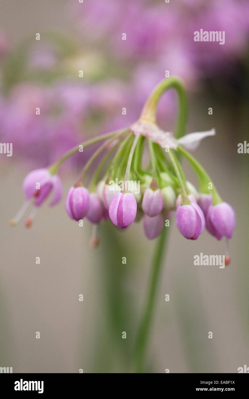 Allium cernum in un giardino inglese. Signora di fiori di Porro. Foto Stock