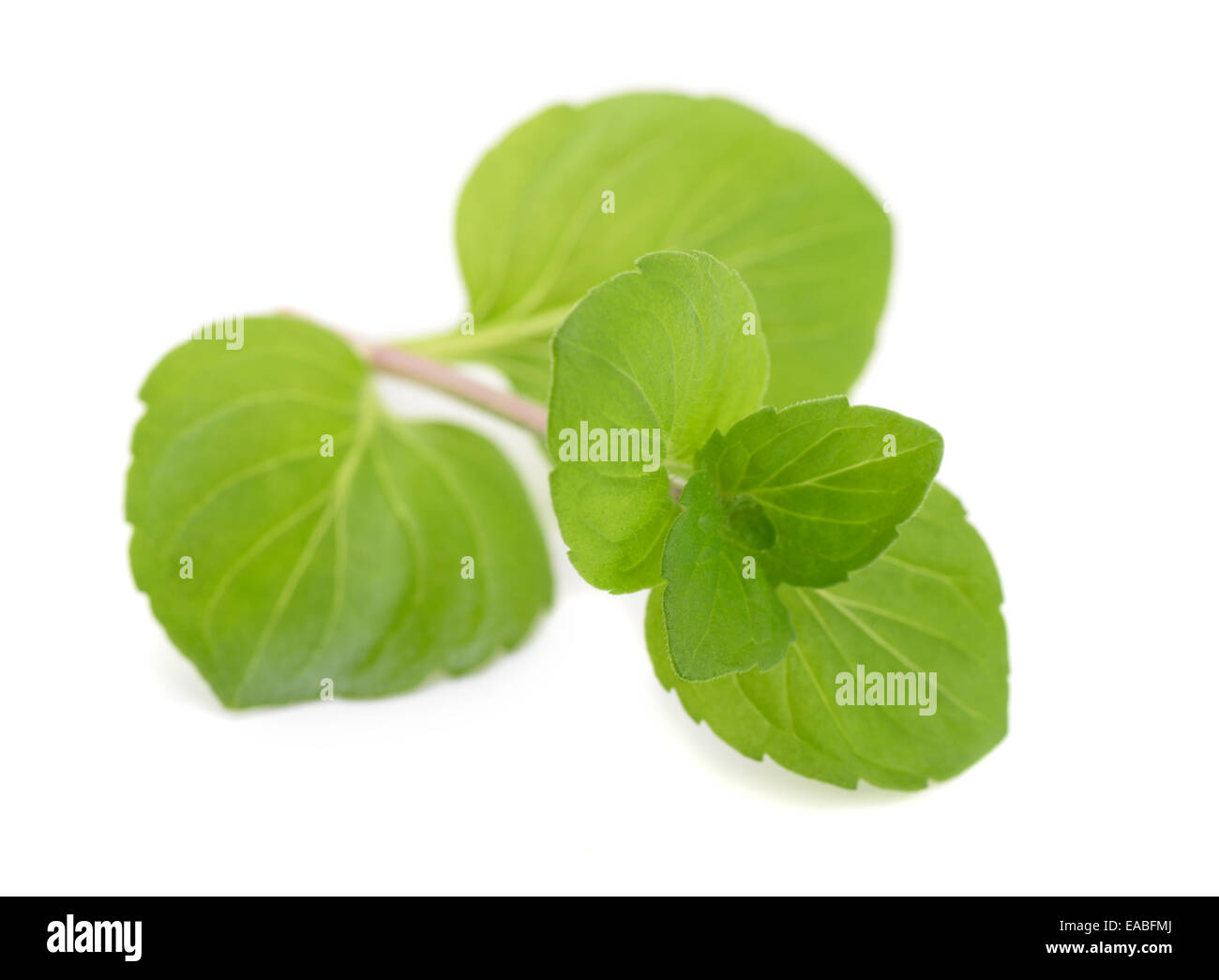 Foglie di menta fresca isolato su bianco Foto Stock