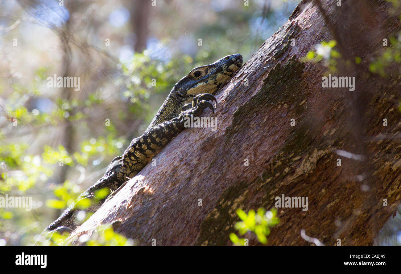 Monitor di pizzo, Varanus varius, sale su un albero, Wollemi National Park, NSW, Australia Foto Stock