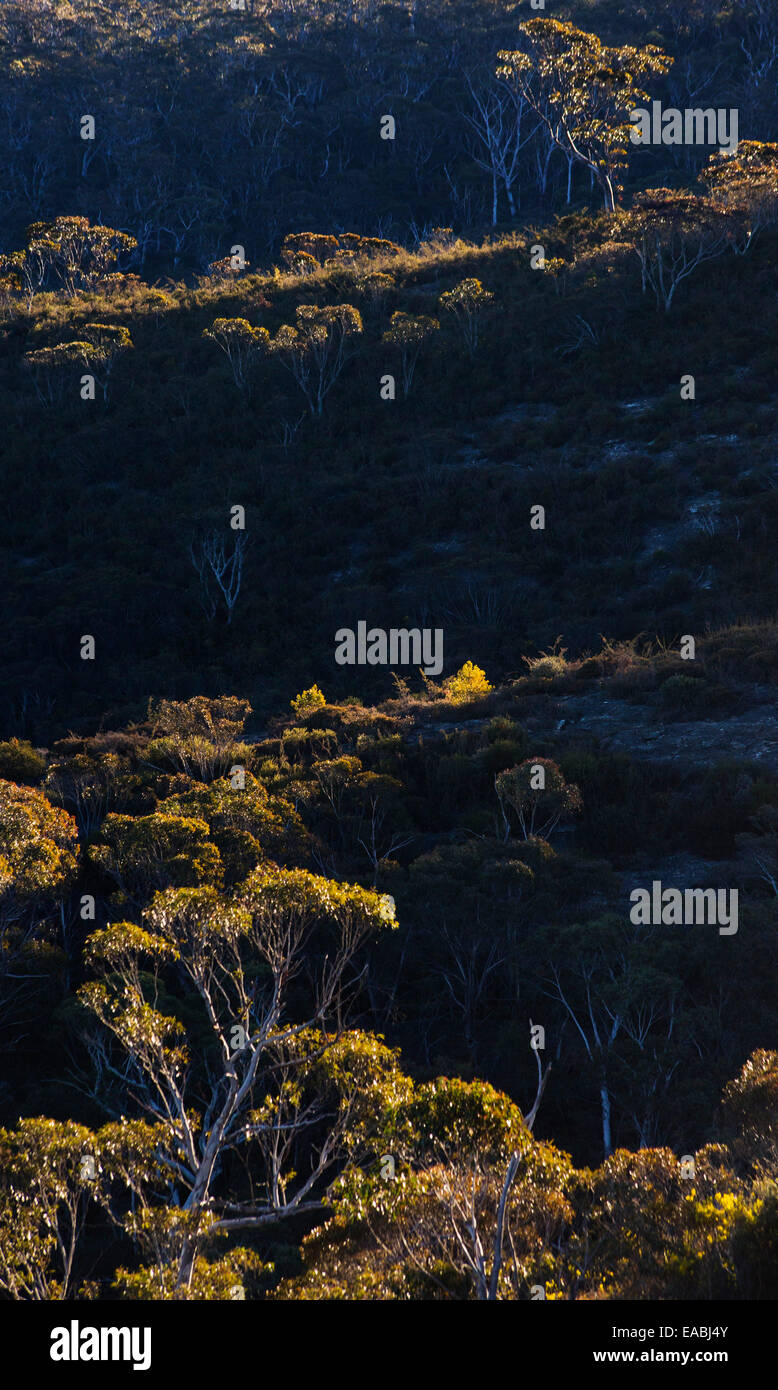 Vista di bushland nel Parco Nazionale Blue Mountains, NSW, Australia Foto Stock