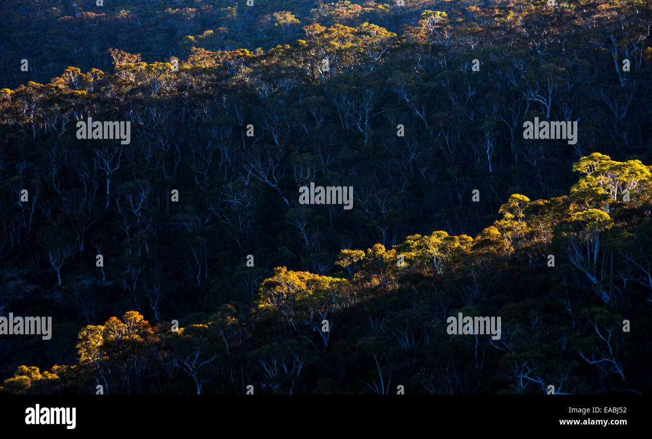 Vista di bushland nel Parco Nazionale Blue Mountains, NSW, Australia Foto Stock